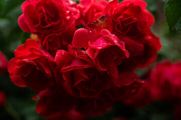 Vibrant Red Roses in Full Bloom at a Garden During Daytime