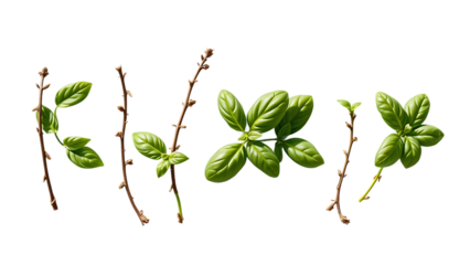 Mediterranean herbs fresh basil set of six isolated leaves twigs and tips over a transparent backgro