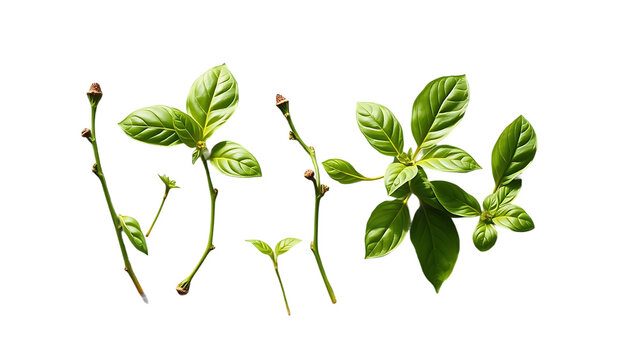 Mediterranean herbs fresh basil set of six isolated leaves twigs and tips over a transparent backgro - Powered by Adobe