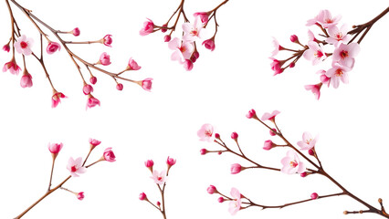 Collection of beautiful pink wax flower twigs in different positions isolated floral design element