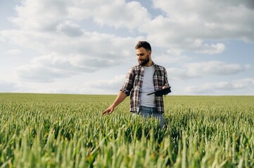 Wheat is growing. Man farmer is on the agricultural field
