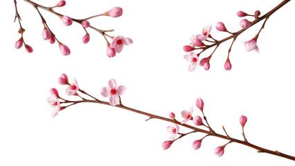 Fototapeta premium Collection of beautiful pink wax flower twigs in different positions isolated floral design element