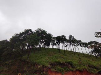 clouds over the forest