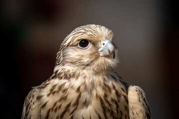 Close-up of hawk at a falconry farm in Doha Qatar. Doha Falcon Souq