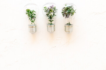 Green plant in a light bulbs, top view. Symbol of eco energy and sustainable resources