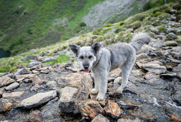 Curious dog standing on rocks in alpine mountain stream in Austrian Alps