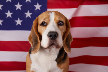 Beagle dog on the background of the American flag. 4 July Independence Day.