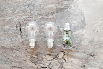 Ecology and green energy concept. Light bulb with green plant inside, top view