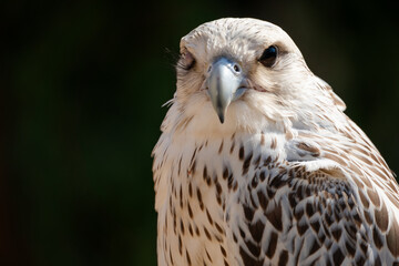 Close up of the head of falcon