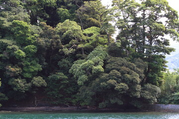緑の木々に囲まれた湖