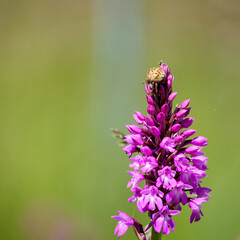 Flower crab spider on Pyramidal Orchid in natural habitat close up