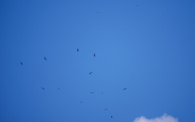 Vultures gracefully circling against a vast clear blue sky