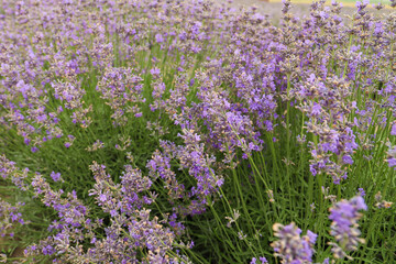 Lavender bushes on field. Sun gleam over purple flowers of lavender.  Bees on flowers. Closeup view with space for text. Banner design wallpaper. Natural, eco-friendly arrangement in vintage style.