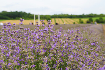 Lavender bushes on field. Sun gleam over purple flowers of lavender.  Bees on flowers. Closeup view...