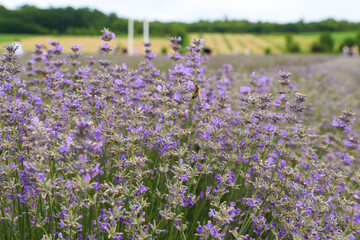 Lavender bushes on field. Sun gleam over purple flowers of lavender.  Bees on flowers. Closeup view...