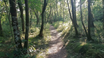 Obraz premium Sunlight in a European forest with a hiking trail