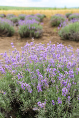 Lavender bushes on field. Sun gleam over purple flowers of lavender.  Bees on flowers. Closeup view...