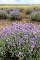Lavender bushes on field. Sun gleam over purple flowers of lavender.  Bees on flowers. Closeup view with space for text. Banner design wallpaper. Natural, eco-friendly arrangement in vintage style.