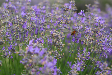 Naklejka premium Lavender bushes on field. Sun gleam over purple flowers of lavender. Bees on flowers. Closeup view with space for text. Banner design wallpaper. Natural, eco-friendly arrangement in vintage style.