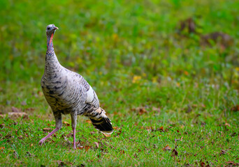 An uncommon white wild turkey, or leucistic wild turkey, in a Cade's Cove field being alert with...