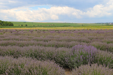 Lavender bushes on field. Sun gleam over purple flowers of lavender.  Bees on flowers. Closeup view...
