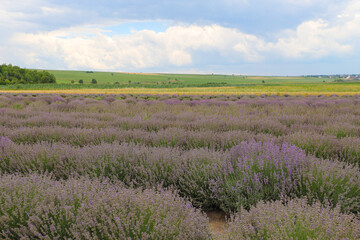 Lavender bushes on field. Sun gleam over purple flowers of lavender.  Bees on flowers. Closeup view...
