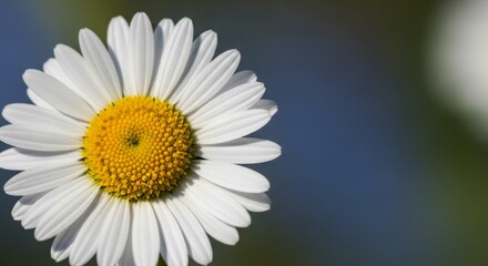 Obraz premium Extreme close up macro shot of a solitary white daisy with yellow center