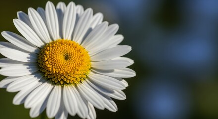 Fototapeta premium Macro close up of a white daisy flower with bright yellow center and petals