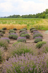 Lavender bushes on field. Sun gleam over purple flowers of lavender.  Bees on flowers. Closeup view...