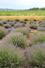 Lavender bushes on field. Sun gleam over purple flowers of lavender.  Bees on flowers. Closeup view...