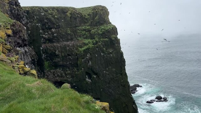 Seabirds on Latrabjarg cliffs in Westfjords of Iceland.