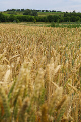 Beautiful wheat harvest in the countryside. Ears of wheat growing in an agricultural field on a sunny day. Unripe cereals. Healthy eating and organic food concept.