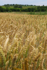 Beautiful wheat harvest in the countryside. Ears of wheat growing in an agricultural field on a sunny day. Unripe cereals. Healthy eating and organic food concept.