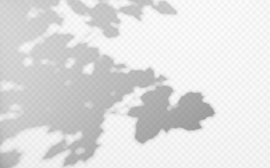 Fototapeta premium Abstract shadow overlay from tree branch on a transparent background.