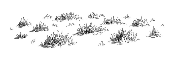 Doodle sketch of grass clumps, grass, drawing, meadow, field, nature, illustration, summer, simple, plant