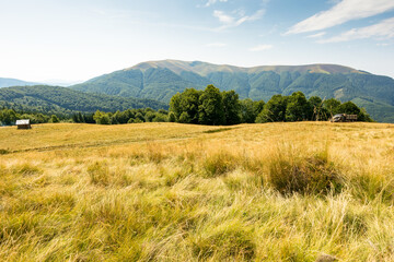 carpathian mountain landscape in late summer. pasture with yellow grass. beautiful nature with...