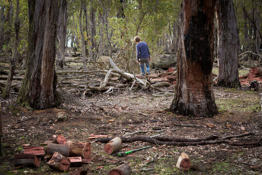 Kid in the bush looking for firewood