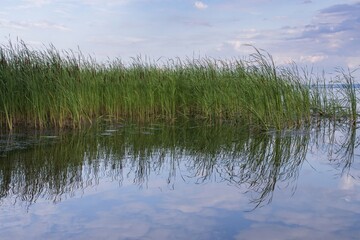 Picturesque river bank with tall green reeds and reflection in the water