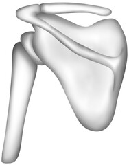 Hand-painted watercolor of a human scapula in the shoulder region