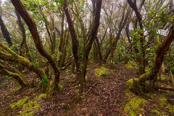 Laurisilva forest with twisted mossy trees