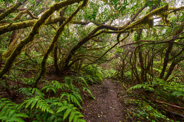 Obraz premium Hiking trail through laurisilva forest