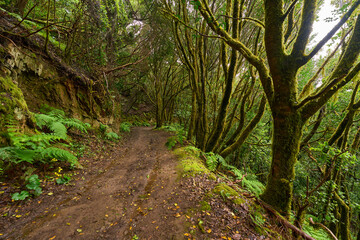 Hiking trail through laurisilva forest