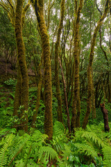 Fototapeta premium Laurisilva forest with twisted mossy trees