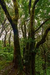 Laurisilva forest with twisted mossy trees