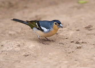 Blue Tenerife finch on ground