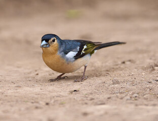 Blue Tenerife finch on ground