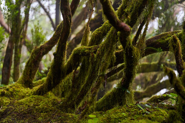 Laurisilva forest with twisted mossy trees
