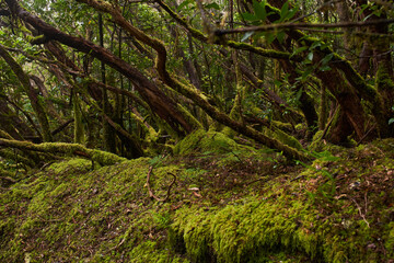 Laurisilva forest with twisted mossy trees