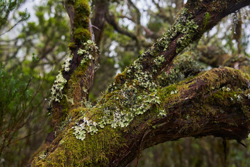 Lichen and moss on laurel trunk
