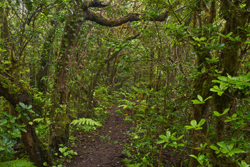 Forest trail with ferns and moss
